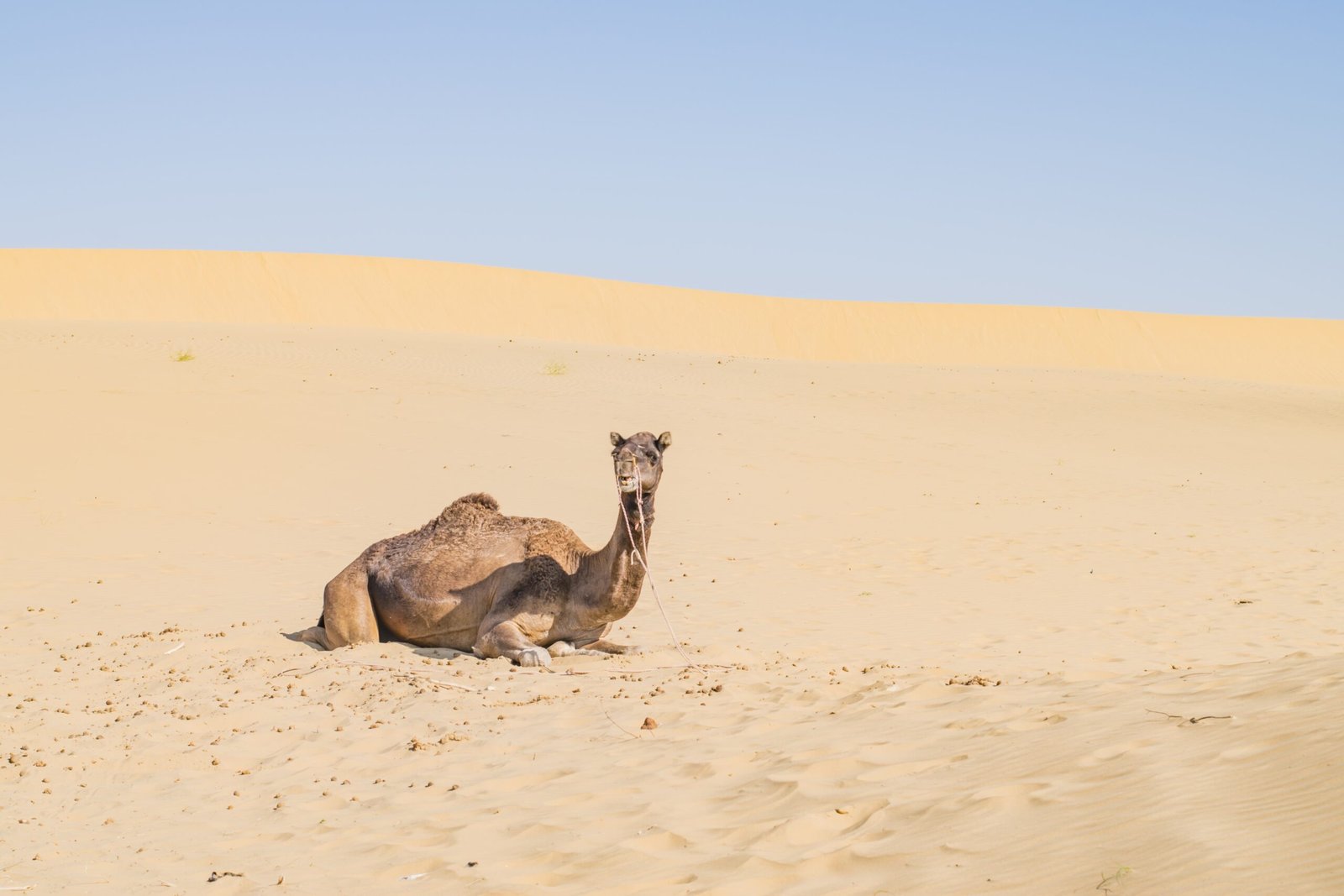 Image of camel in rajasthan