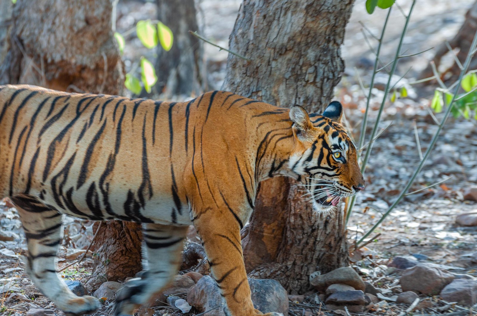 This is image of a tiger spotted in Ranthambore safari tour