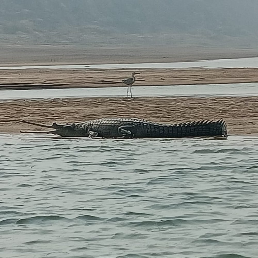 Crocodile at chambal safari tour in rajasthan tour package.